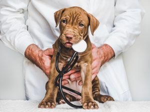 Chirurgia Veterinaria a Milano Barona