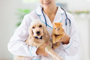 Clinica veterinaria a Corsico